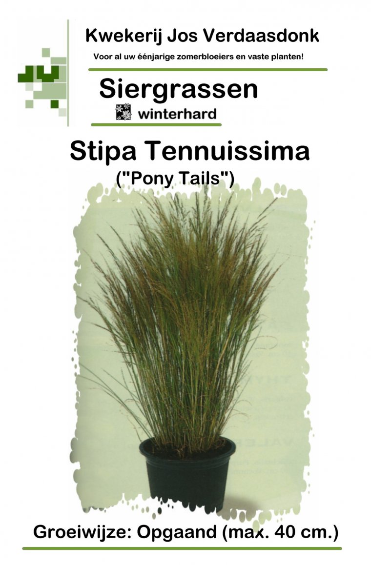 3Stipa tenuissima Mexican feather grass
